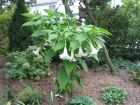 Blumen