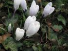 Blumen