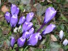 Blumen