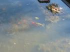 Fisch/Teisch