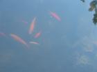 Fische im Gartenteich