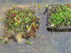 Fische im Gartenteich