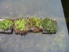 Fische im Gartenteich