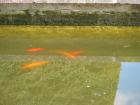 Fische im Gartenteich